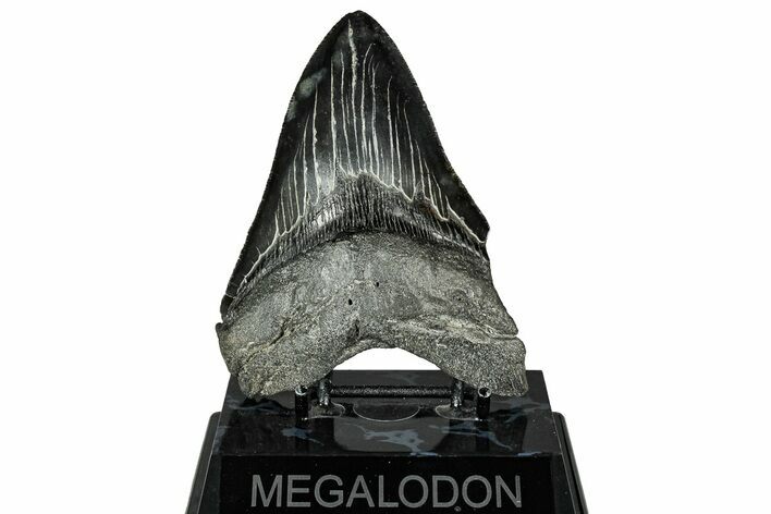 Serrated, Fossil Megalodon Tooth - South Carolina #328760